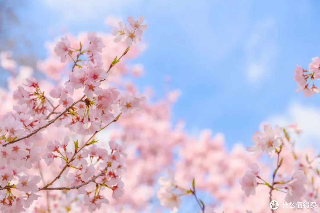 2024年日本赏樱指南 “一次一会”赏春樱！