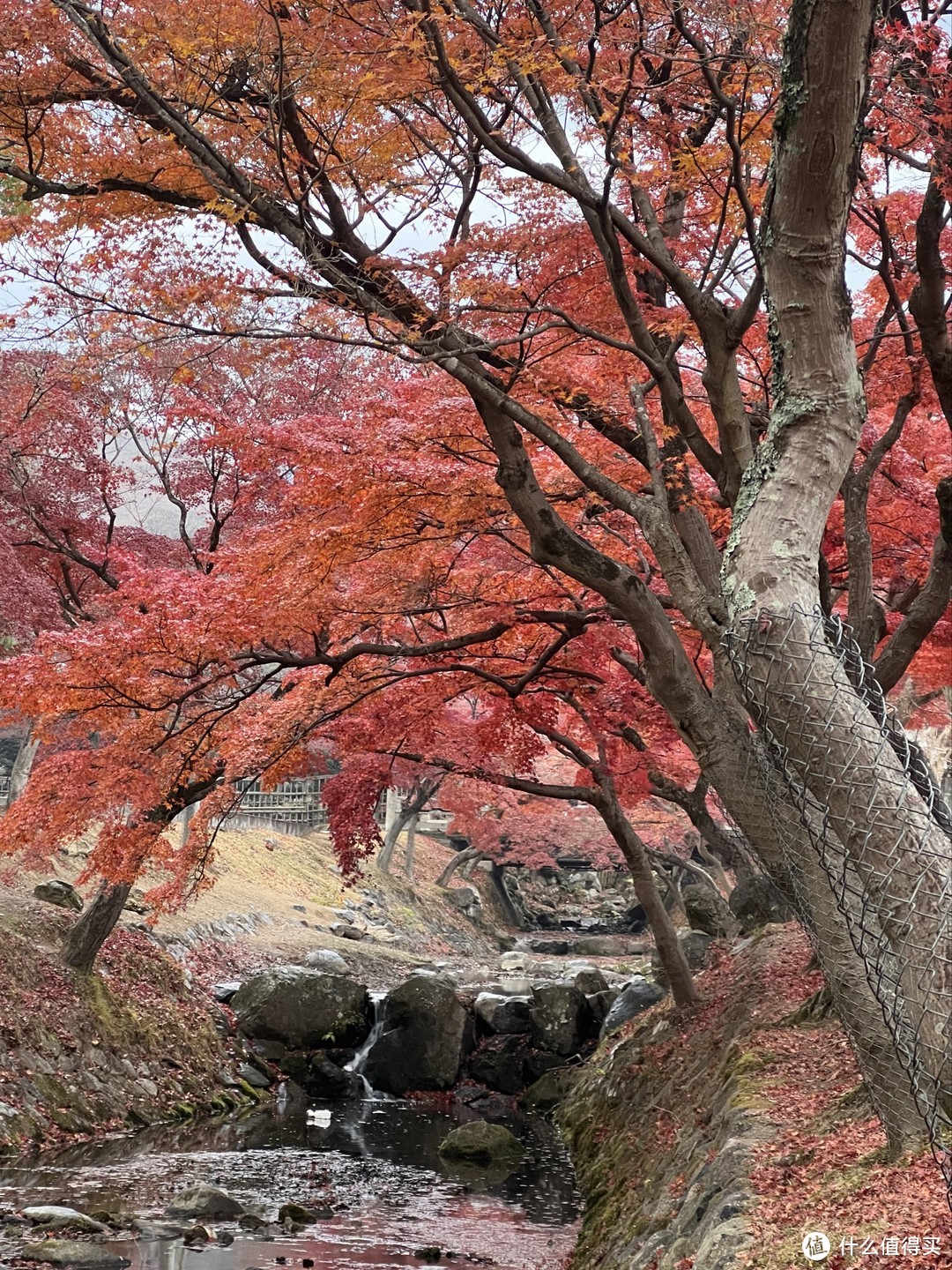 奈良公园的红叶